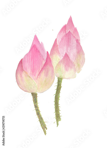 Pink lotus flowers on white, watercolor  illustrator, hand drawnn photo