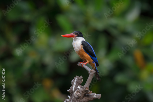 Black-Capped Kingfisher, usually seen on coastal waters and especially in mangroves, it is easily disturbed, but perches conspicuously and dives to catch fish but also feeds on large insects. © joesayhello