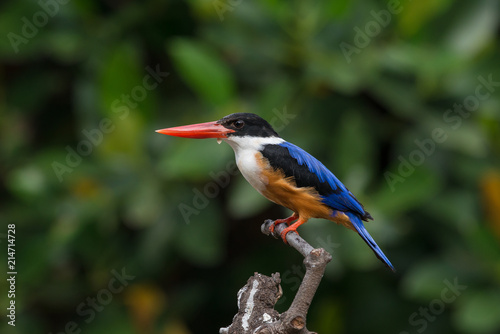 Black-Capped Kingfisher, usually seen on coastal waters and especially in mangroves, it is easily disturbed, but perches conspicuously and dives to catch fish but also feeds on large insects.