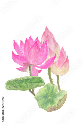 Pink lotus flowers on white, watercolor  illustrator, hand drawnn photo