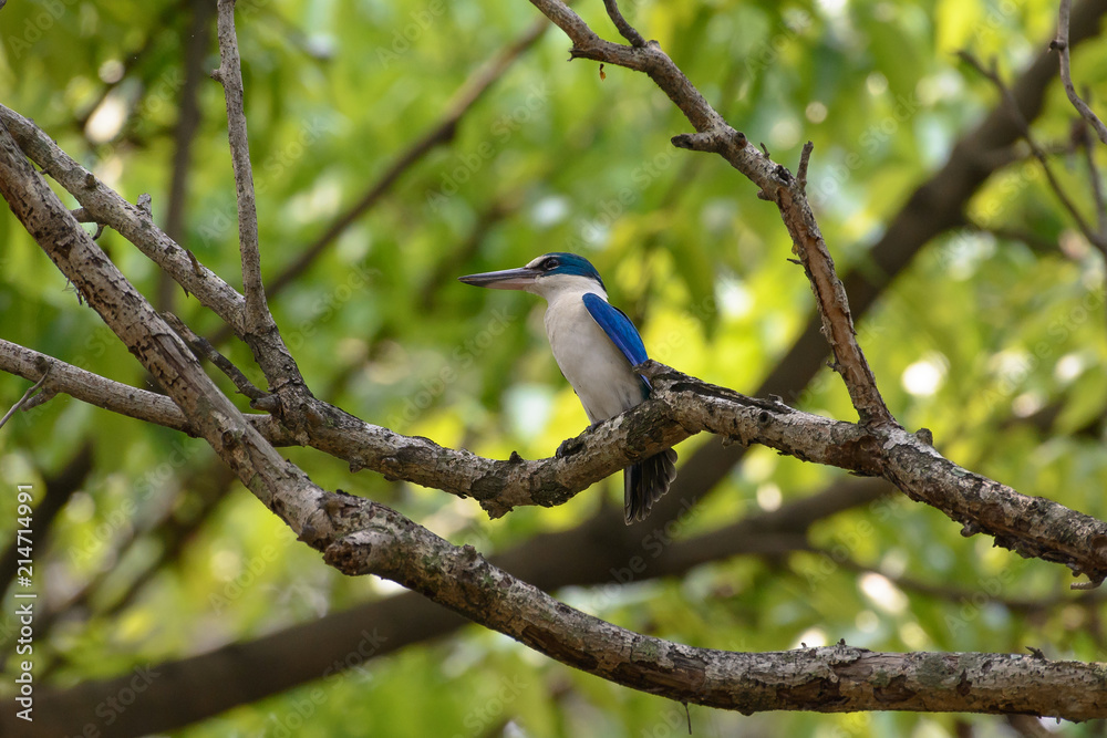 Collared kingfisher or mangrove kingfisher is a medium-sized kingfisher belonging to the subfamily Halcyoninae, the tree kingfishers. It is also known as the white-collared kingfisher.