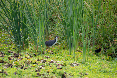 white-breasted waterhen  is a waterbird of the rail and crake family. They are dark slaty birds with a clean white face, breast and belly. photo