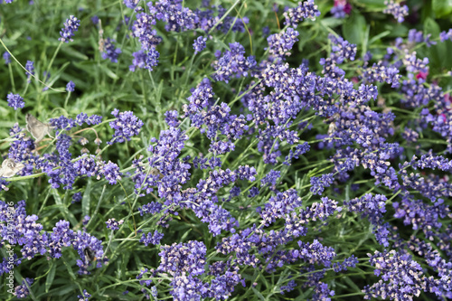 Fototapeta Naklejka Na Ścianę i Meble -  Blue blooming lavender in detail