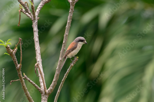 Burmese Shrike or Chestnut-backed Shrike is a species of bird in the family Laniidae. It is found in Bangladesh, Cambodia, China, India, Laos, Myanmar, Thailand, and Vietnam. photo