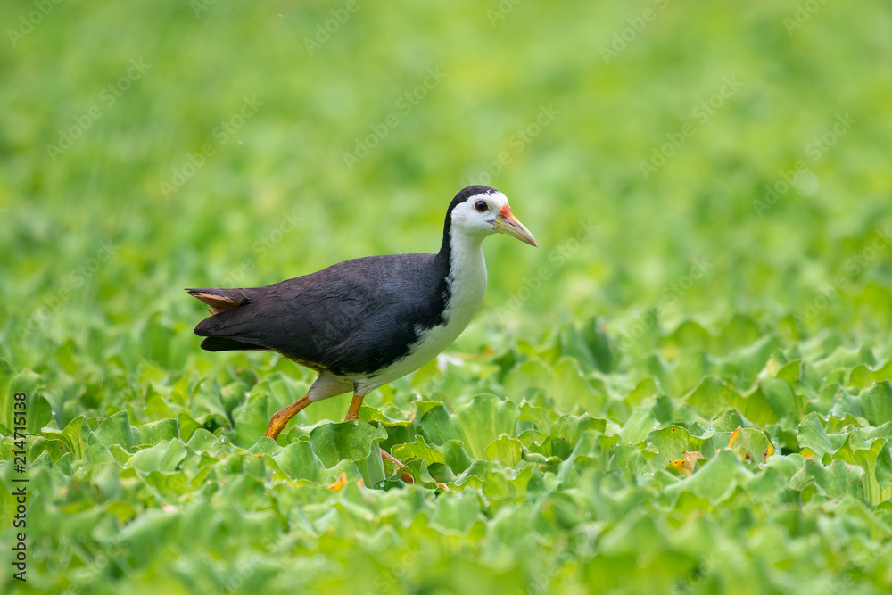 white-breasted waterhen is a waterbird of the rail and crake family. They are dark slaty birds with a clean white face, breast and belly. white-breasted waterhen is a waterbird of the rail and crake family. They are dark slaty birds with a clean white face, breast and belly.