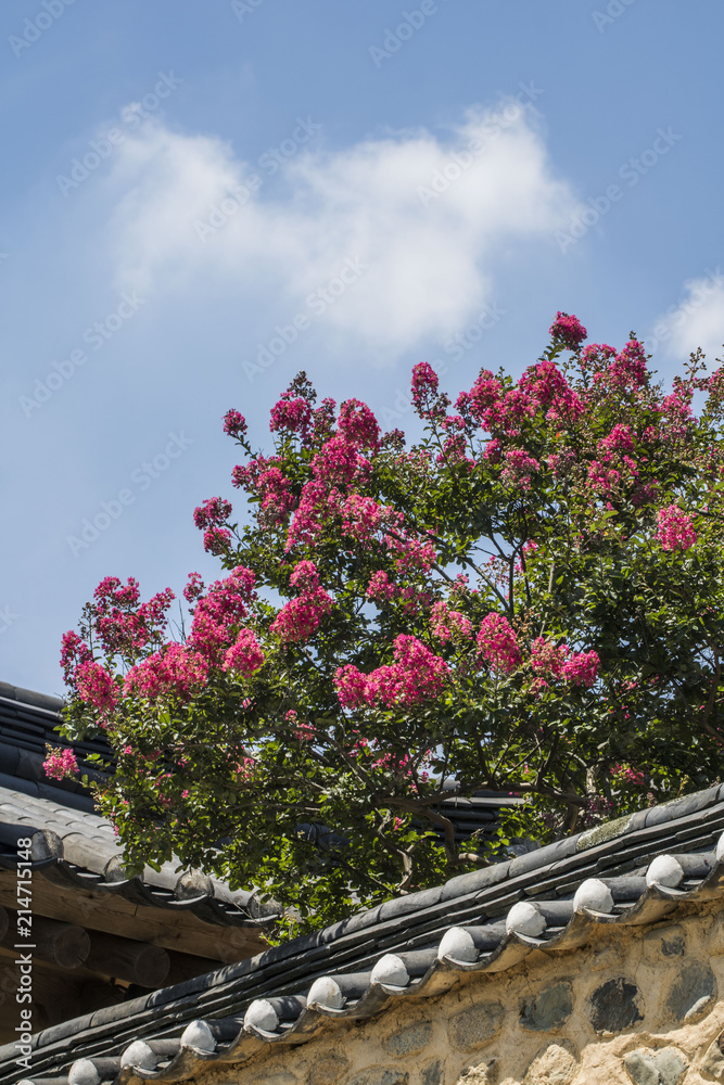 Fototapeta premium Beautiful Crape Myrtle in Korea