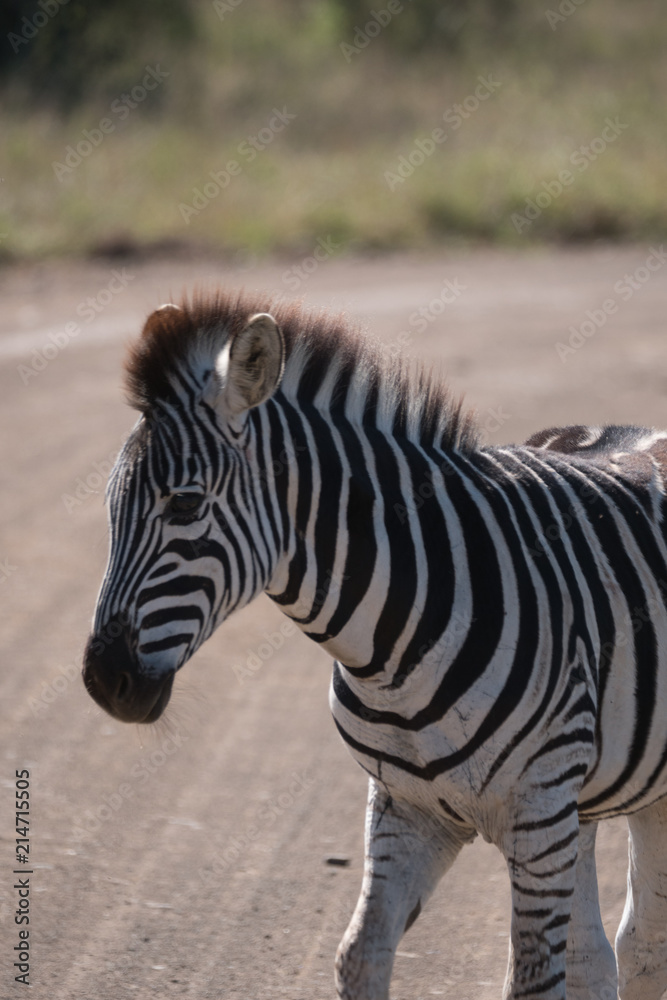 Zebra in Hluhluwe–Imfolozi Park, South Africa Zebra in Hluhluwe–Imfolozi Park, South Africa