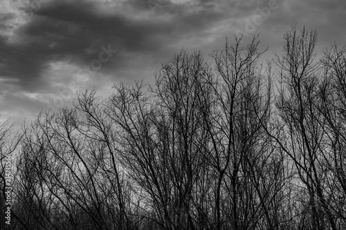 Silhouette dead tree on dark dramatic grey sky and clouds background for scary, death, and peace concept. Halloween day background. Art and dramatic on black and white. Despair and hopeless concept.