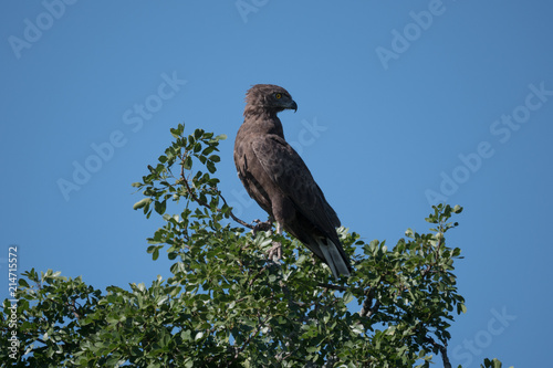 Steppe Buzzard in Addo National Park, South Africa