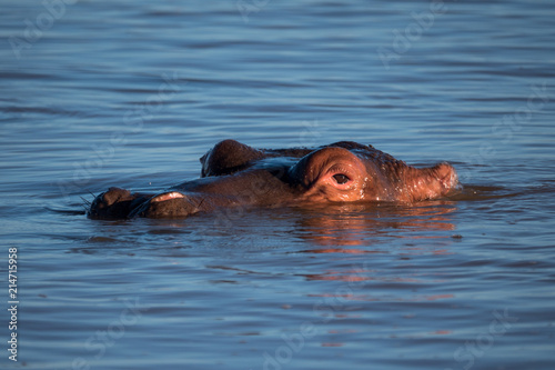 Hippo Pool in St Lucia, South Africa