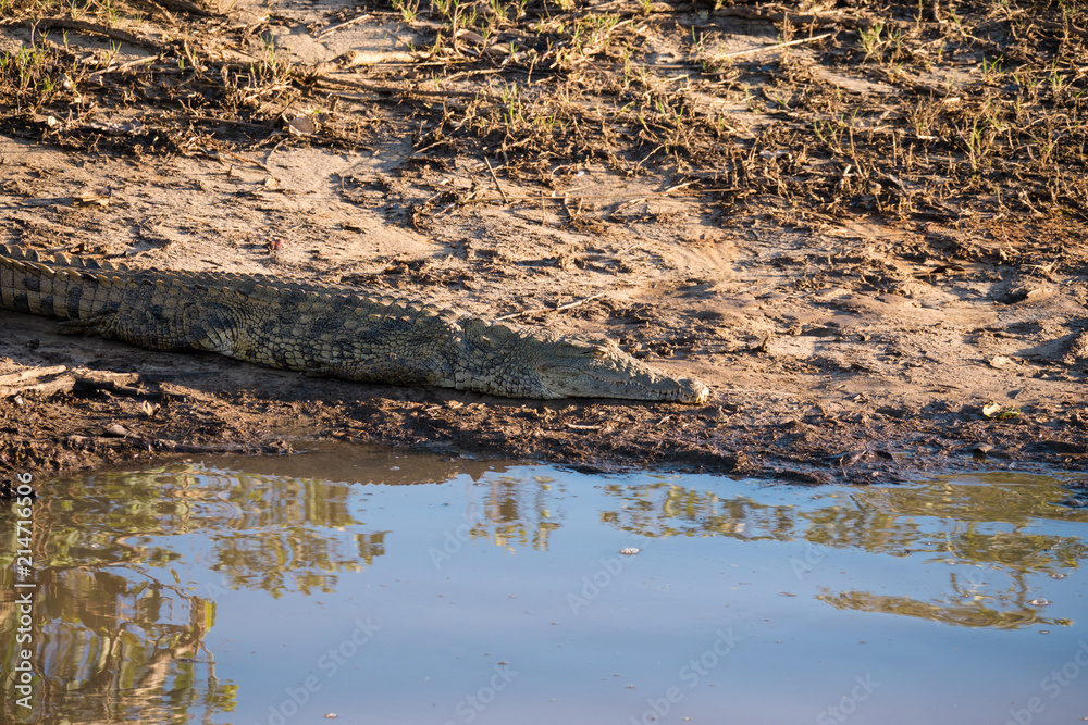 Crocodile on the river bank in St Lucia, South Africa
