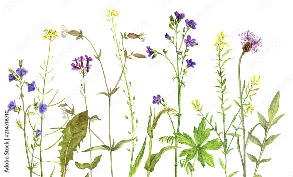 Background with watercolor flowers Background with watercolor flowers