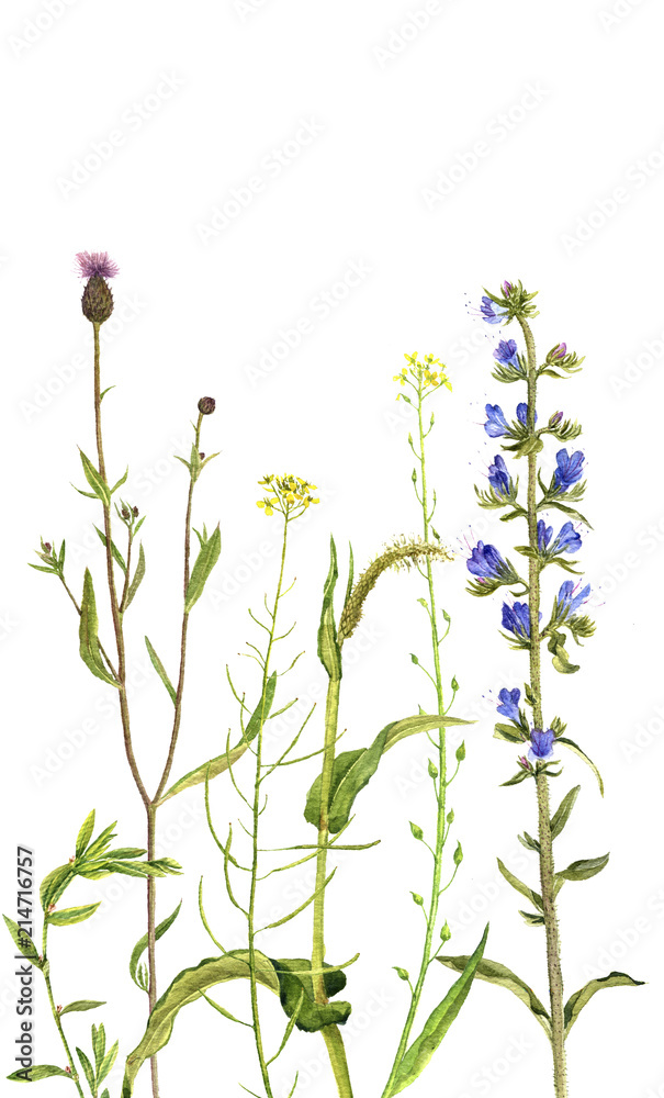Obraz Tło z akwarelowymi kwiatami