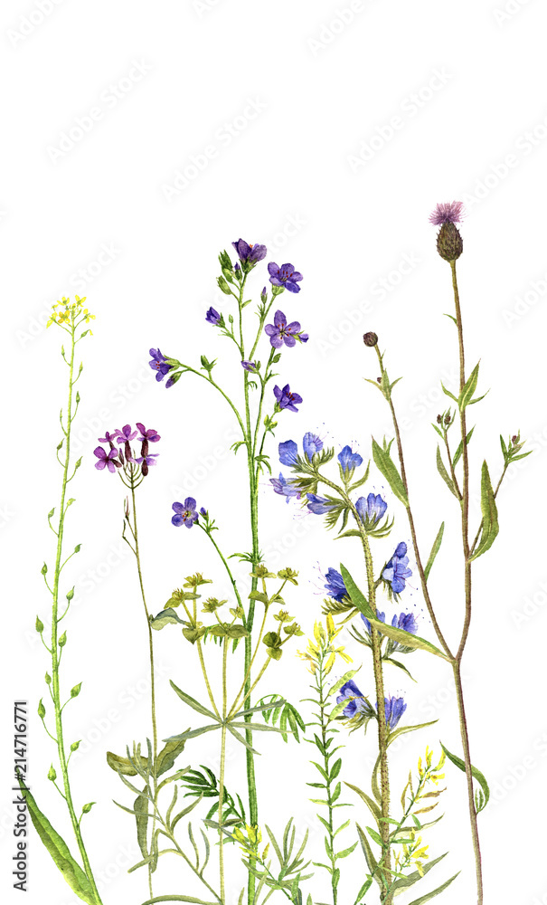 Obraz Tło z akwarela kwiatami