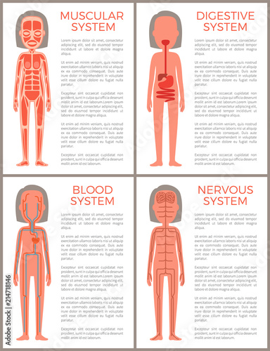 Blood Muscular Digestive and Nervous Systems Set