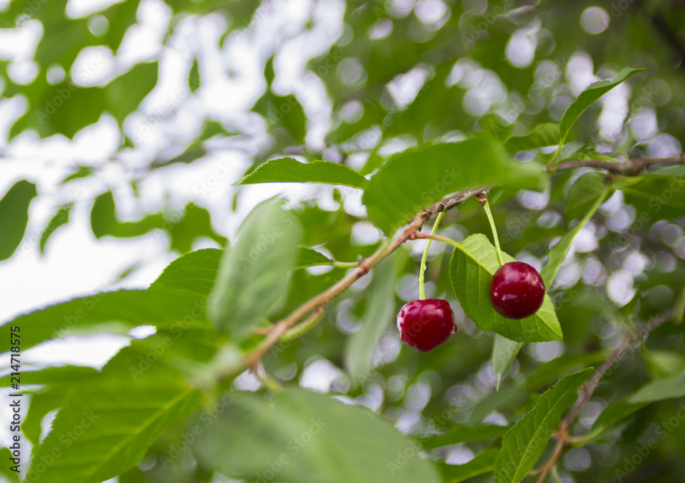 cherry grows on a tree two berries green leaves bokeh copy space