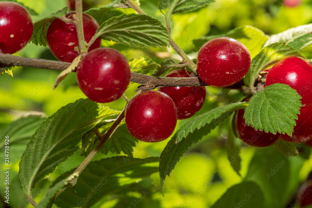 Branch of ripe red cherry Branch of ripe red cherry