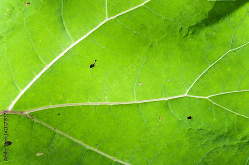 Green leaves background