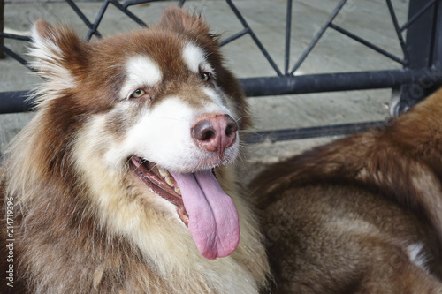 Close up Red alaskan giant dog.