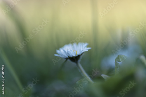 Bellis perennis (common daisy, lawn daisy)