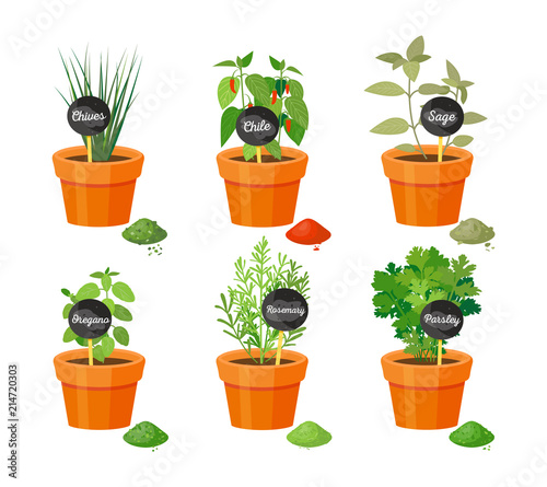 Chives and Chile Sage Set Vector Illustration