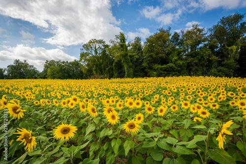 Sunflower field in Jarrettsville, Maryland