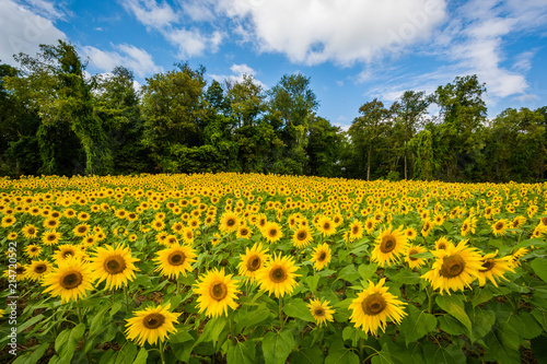 Sunflower field in Jarrettsville, Maryland © jonbilous