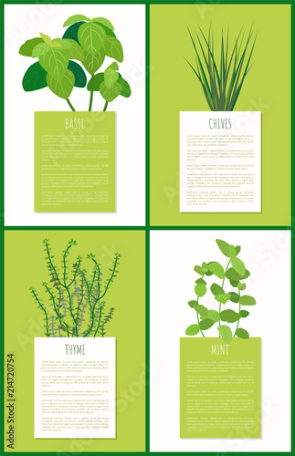 Basil Chives Thyme and Mint Aroma Spices Plants