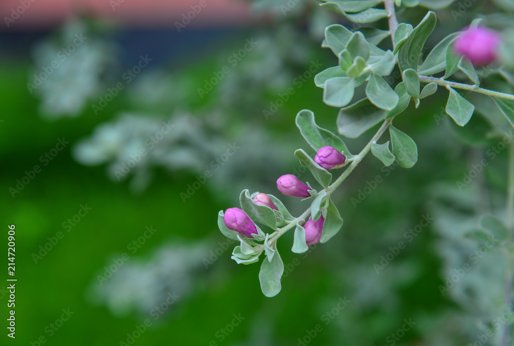 Small pink flowers at garden Small pink flowers at garden