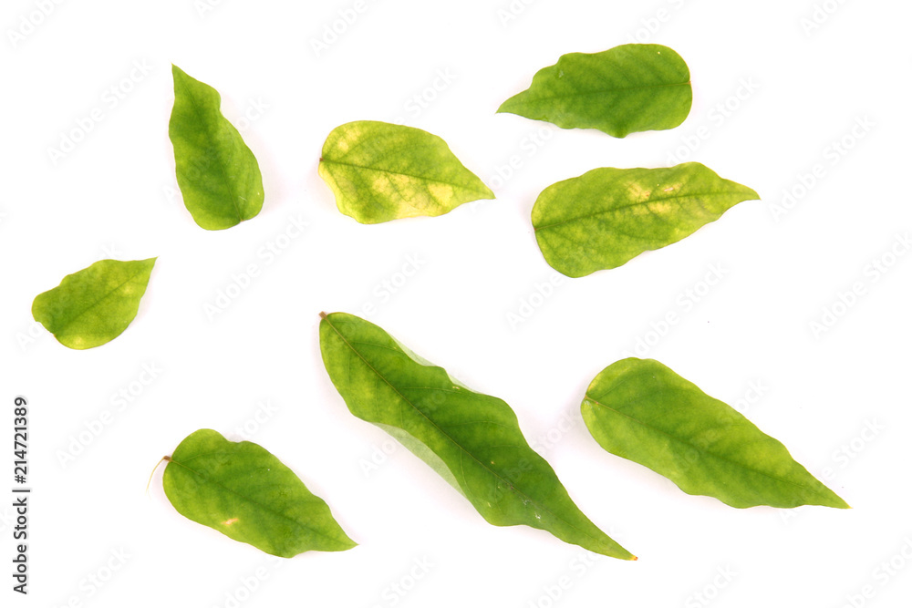 Leaves with white backdrop. Leaves with white backdrop.