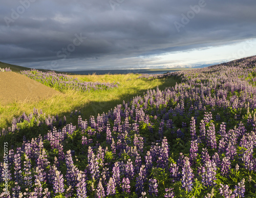 Summer landscape in west Iceland with purple lupine (Lupinus perennis) flower field in golden hour, grass, sunset dramatic sky with dark clouds, copy space