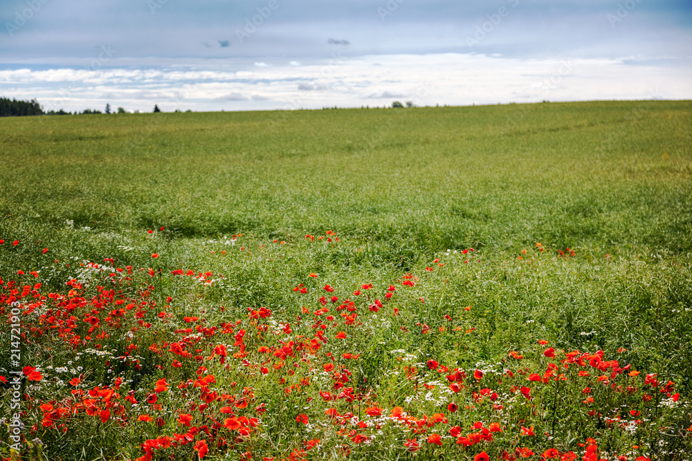 Bright red poppies grow on a green field, a beautiful summer landscape. Nature of Estonia