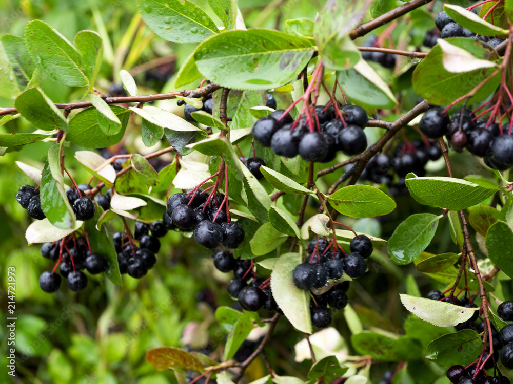 Dojrzewające owoce Aronii czarnej (Aronia melanocarpa Elliott) w ekologicznej uprawie Dojrzewające owoce Aronii czarnej (Aronia melanocarpa Elliott) w ekologicznej uprawie