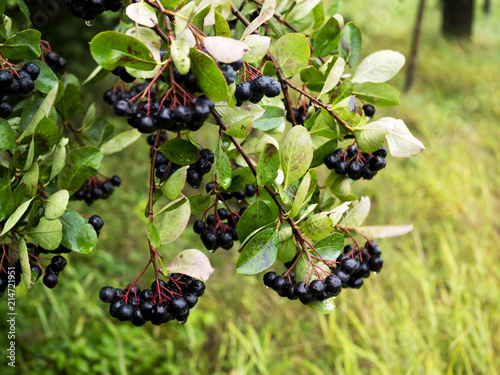 Dojrzewające owoce Aronii czarnej (Aronia melanocarpa Elliott) w ekologicznej uprawie