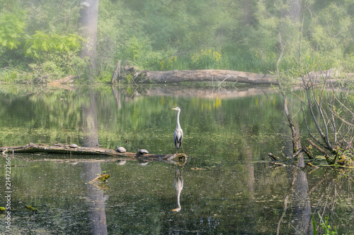 Morgenstimmung in den Rheinauen bei Düsseldorf-Urdenbach,Nordrhein-Westfalen,Deutschland photo