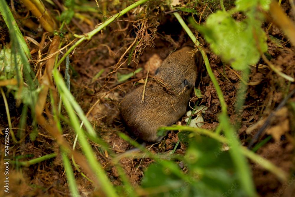 Mouse in the nest Mouse in the nest