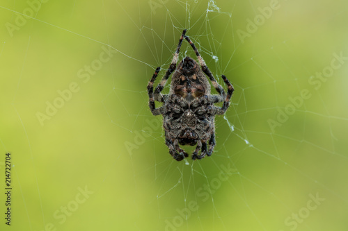 Macro shot of a gray spider on a yellow-green background in a web