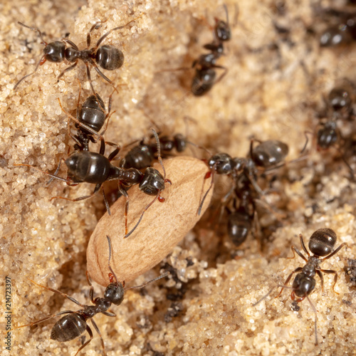 Ants and formic eggs in nature © schankz