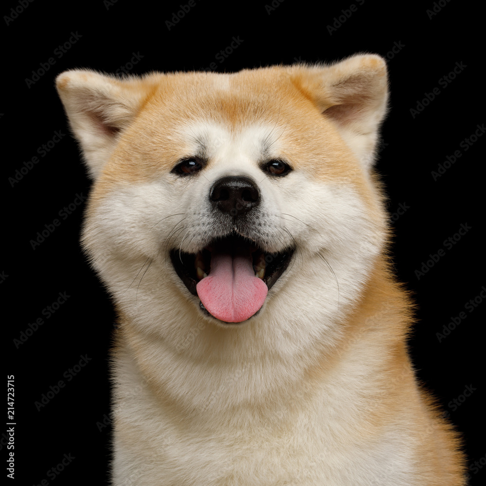 Close up Portrait of Happy Akita Inu Dog Smiling on Isolated Black