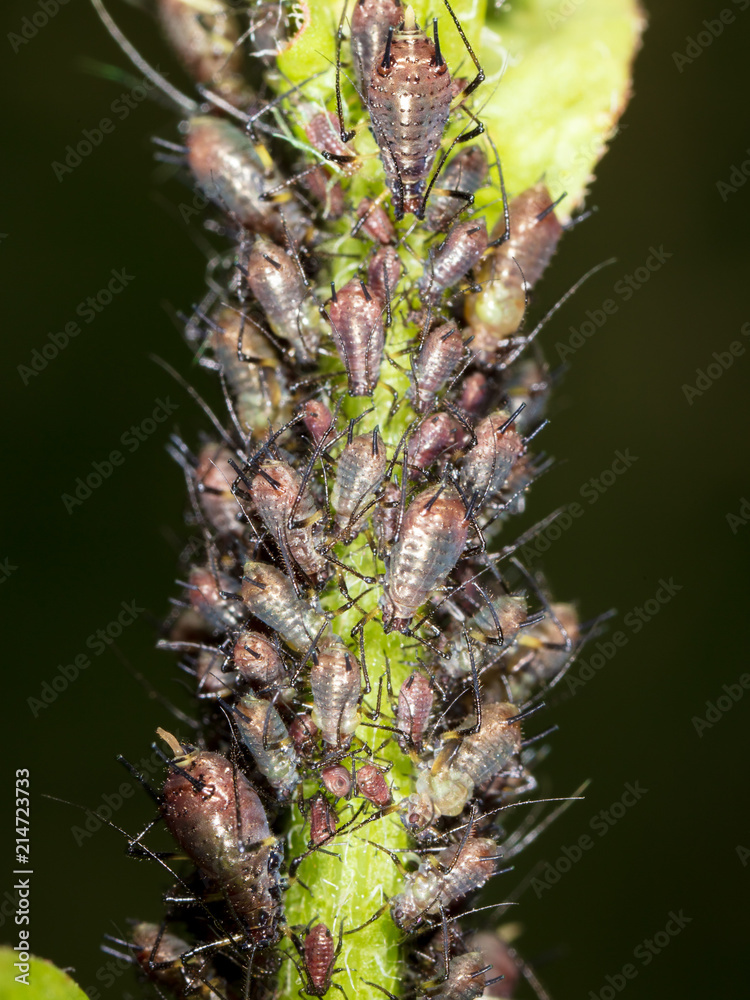 Fototapeta premium Aphids on a plant in nature