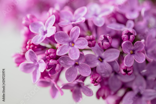 Flowers on a branch of lilac in nature