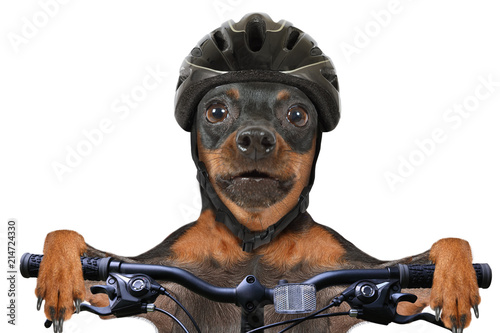 Miniature Pinscher dog cyclist