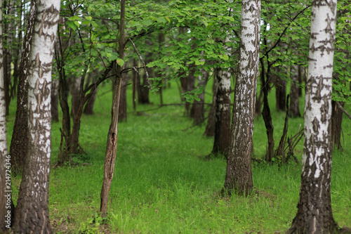 Moscow  Russia. National Park  Elk island . Birch trunks closeup. Trees are planted in a row. Green grass in the forest