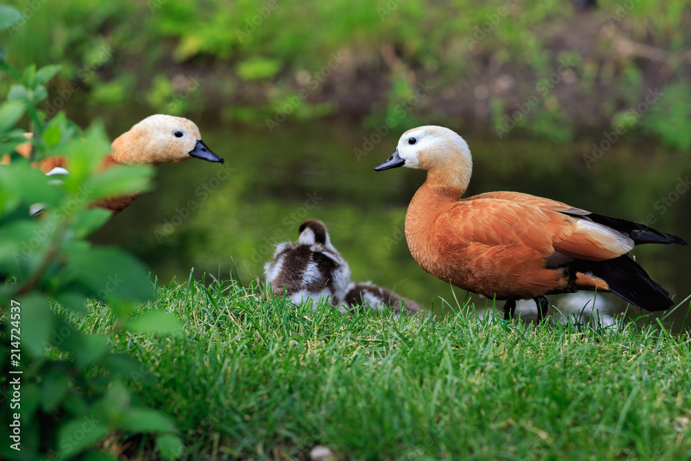 Moscow, Russia. The ruddy shelduck (Tadorna ferruginea). Duck family standing on the green grass. Mom, dad and ducklings