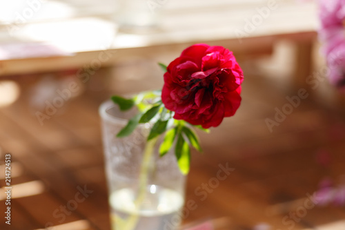 Moscow, Russia. Freshly cut red peony in glass. Exhibition of summer flowers in the greenhouse of the Botanical garden 