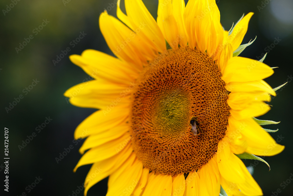 Fototapeta premium Moscow region, Russia. A large bee sits on a yellow sunflower (Helianthus annuus)