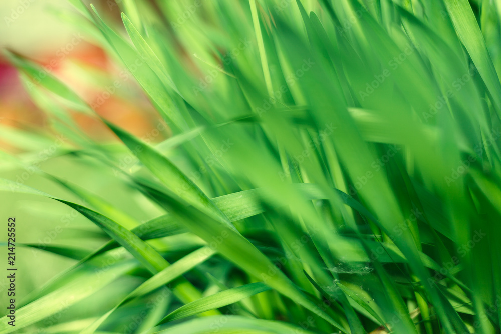 Fresh green grass with water droplet in sunshine Fresh green grass with water droplet in sunshine