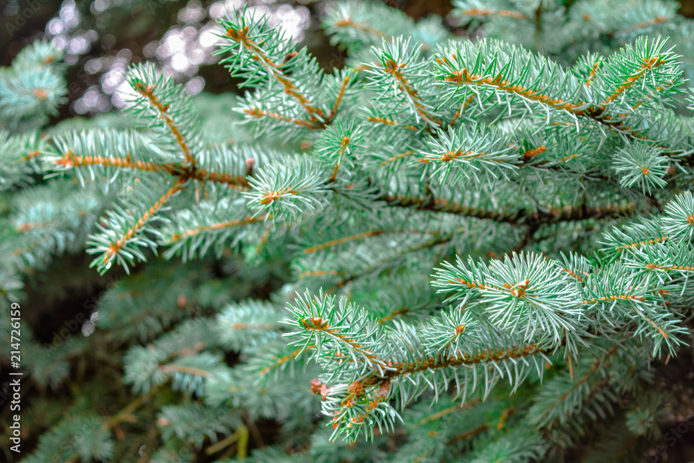 Blue spruce fir tree branches