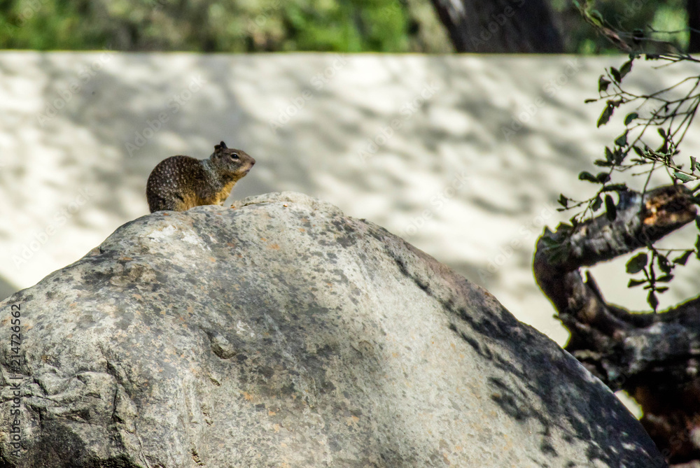 A squirrel sitting on top of a rock in Rancho Oso, California A squirrel sitting on top of a rock in Rancho Oso, California