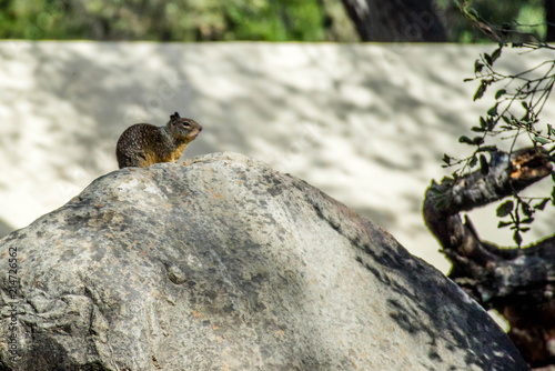 A squirrel sitting on top of a rock in Rancho Oso, California